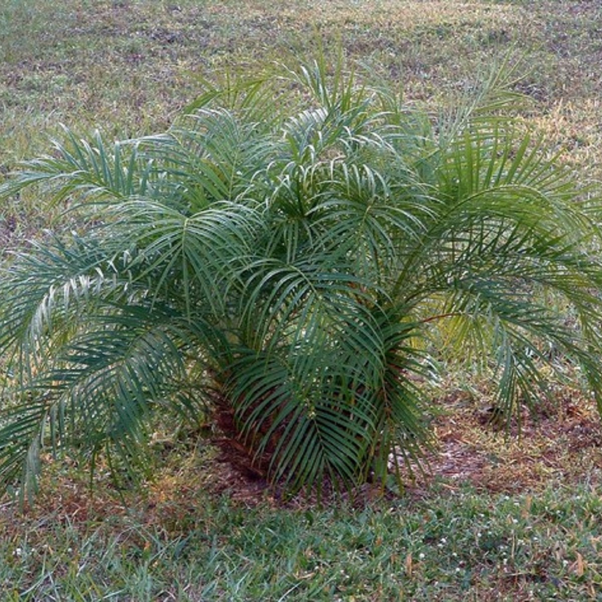 Datlovník z Laosu - Phoenix roebelenii - prodej semen - 3 ks