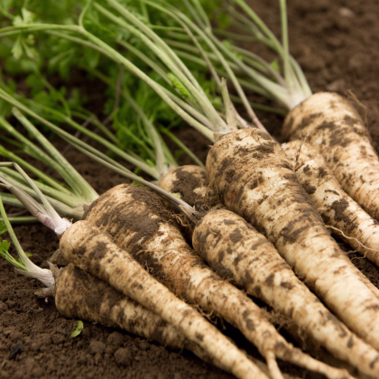 Petržel kořenová olomoucká - Petroselinum crispum - prodej semen - 700 ks