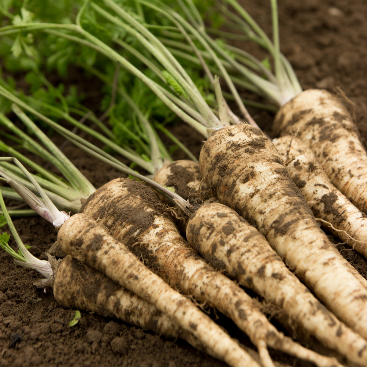 Petržel kořenová olomoucká - Petroselinum crispum - prodej semen - 700 ks