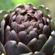 Artyčok fialový - Cynara scolymus - prodej semen - 15 ks