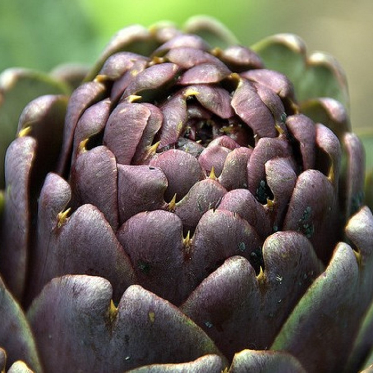 Artyčok fialový - Cynara scolymus - prodej semen - 15 ks