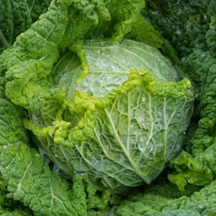 Kapusta hlávková k rychlení Raketa - Brassica oleracea - prodej semen - 250 ks