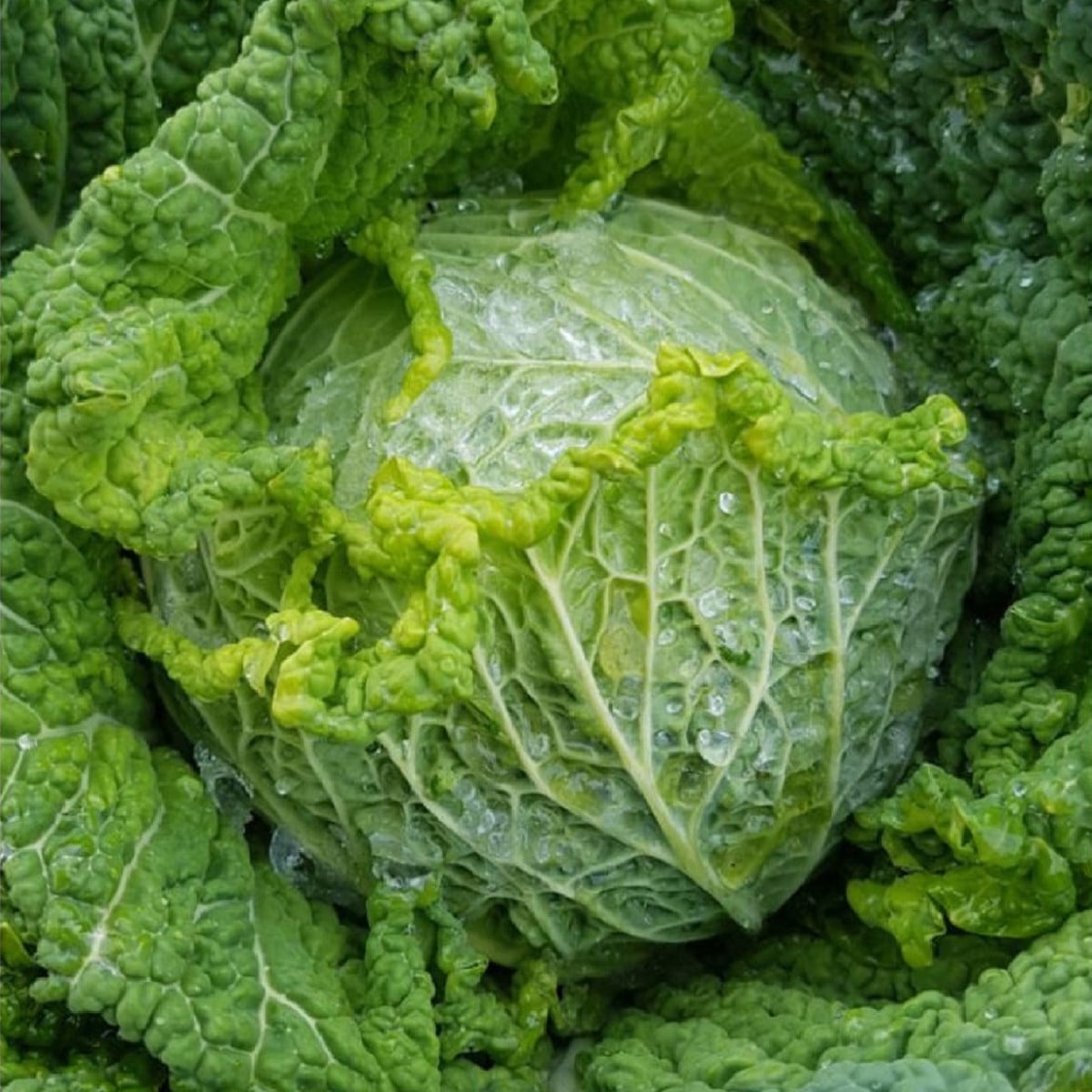 Kapusta hlávková k rychlení Raketa - Brassica oleracea - prodej semen - 250 ks