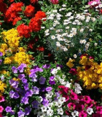 Letničky nízké - směs - prodej semen - 0,9 g