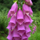 Náprstník červený - Digitalis purpurea - prodej semen - 400 ks