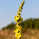 Divizna sápovitá - Verbascum phlomoides - prodej semen - 0,1 g
