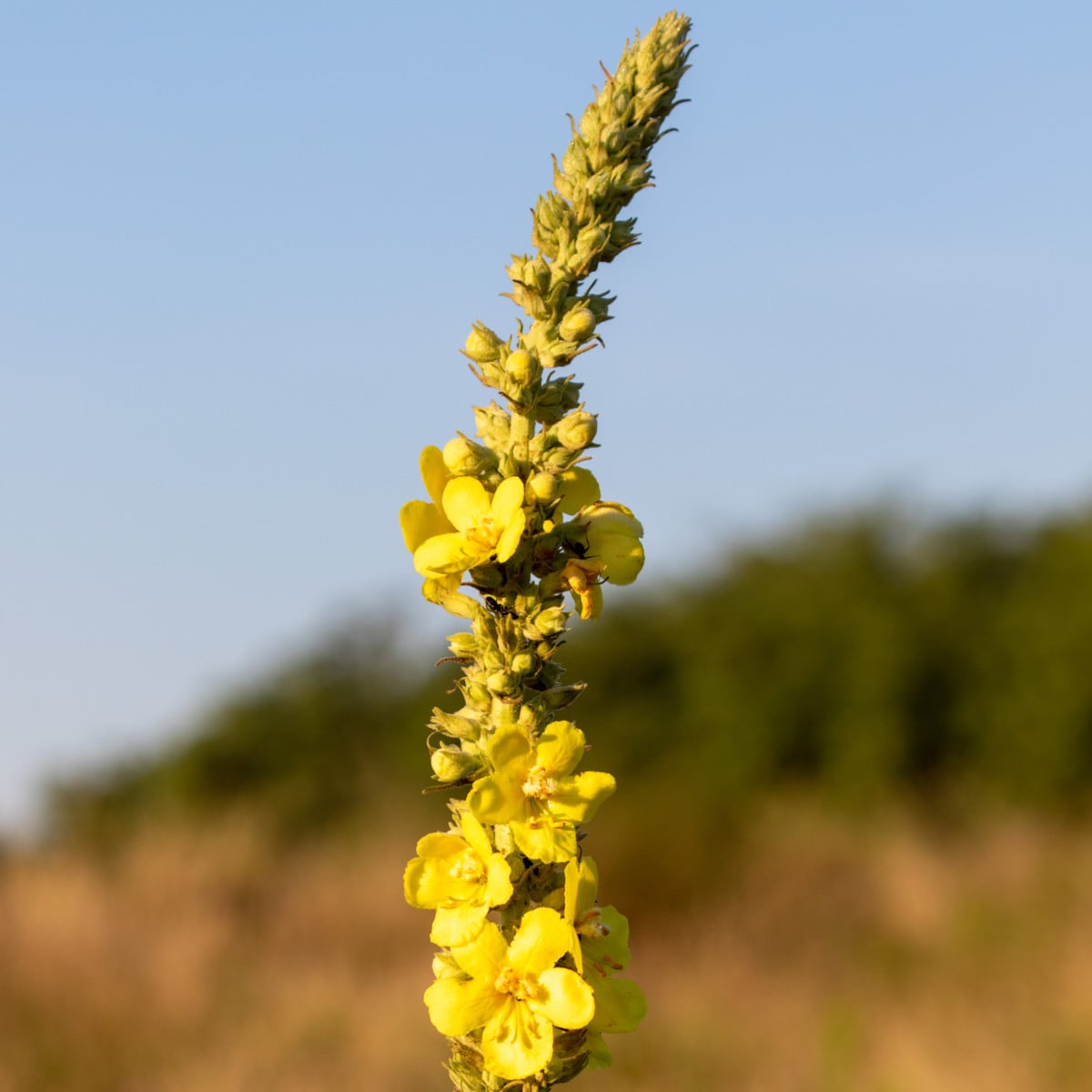 Divizna sápovitá - Verbascum phlomoides - prodej semen - 0,1 g
