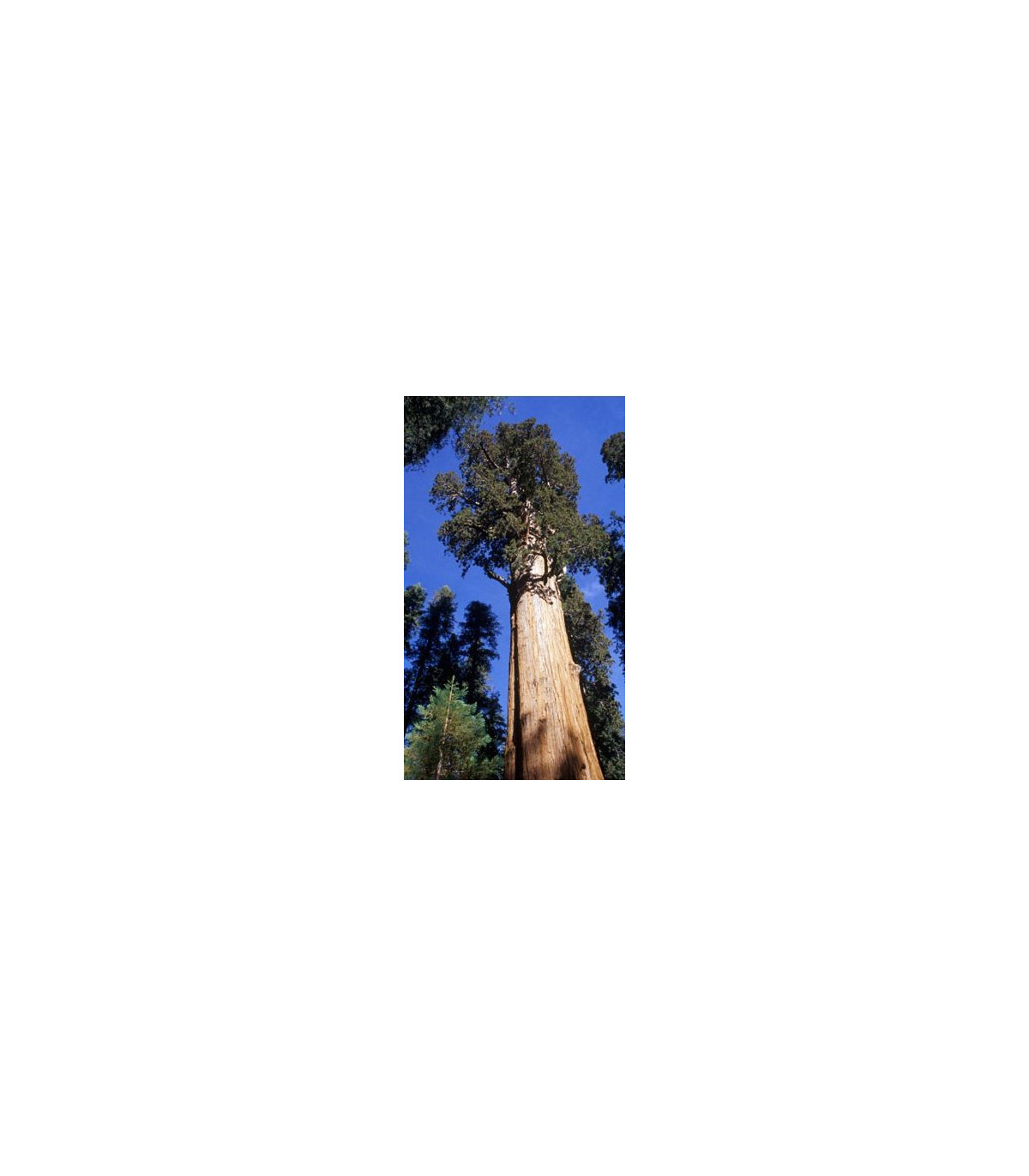 Sekvoj obrovská - Sequioia giganteum - 3 ks
