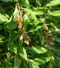 BIO Kustovnice čínská - Lycium chinense - prodej bio semen - 5 ks