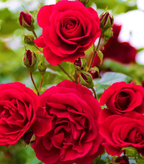 Růže velkokvětá keřová červená - Rosa - prodej prostokořenných sazenic - 1 ks