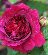 Růže velkokvětá keřová tmavě růžová - Rosa - prodej prostokořenných sazenic - 1 ks