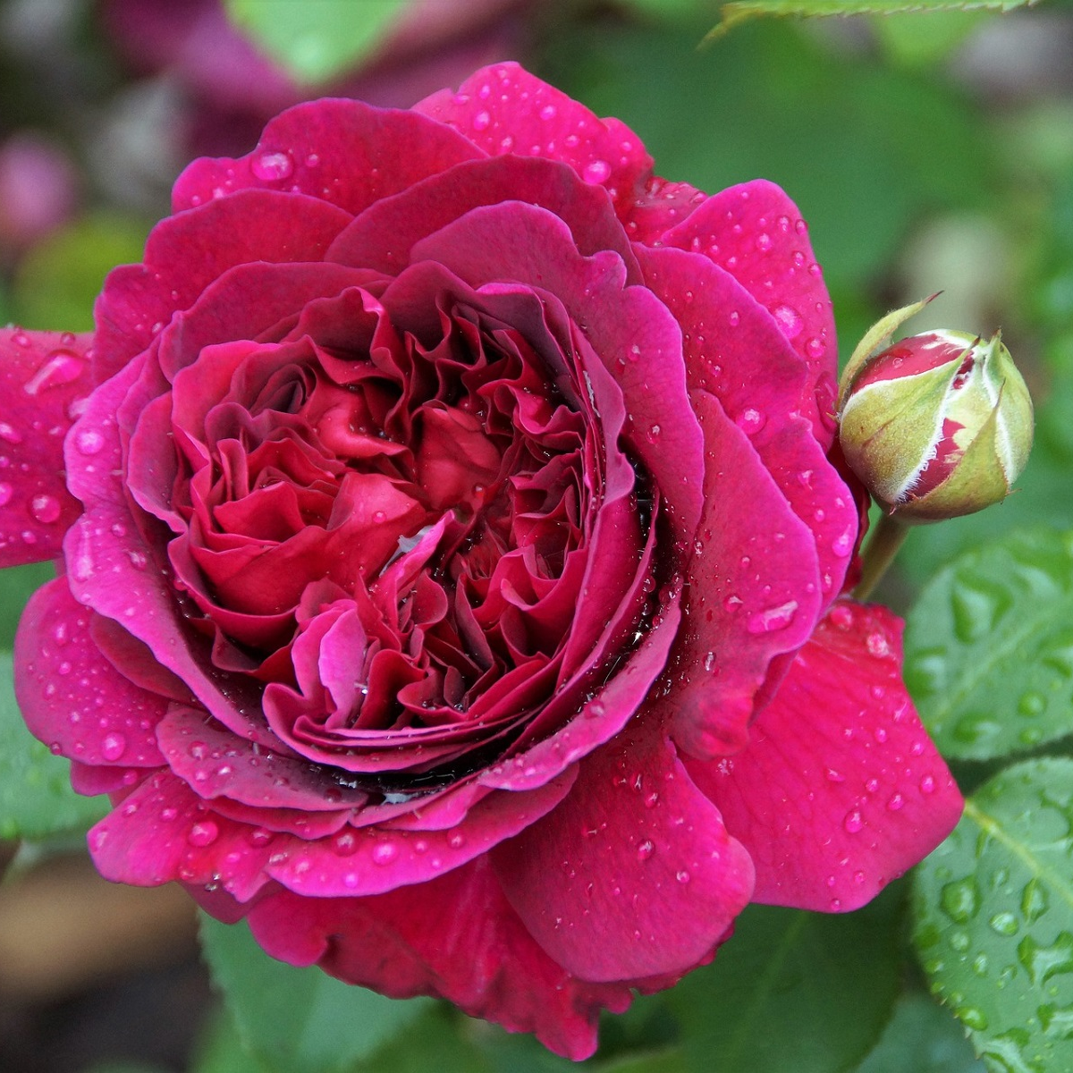 Růže velkokvětá keřová tmavě růžová - Rosa - prodej prostokořenných sazenic - 1 ks