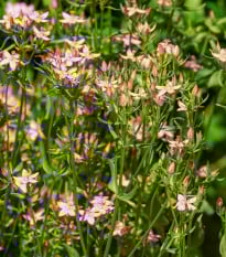 Zeměžluč okolíkatá - Centaurium erythraea - prodej semen - 0,01 g