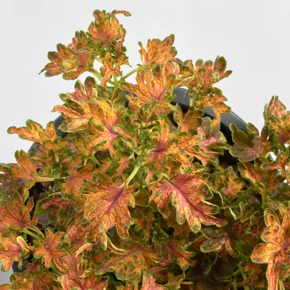 Africká kopřiva Wizard Scarlet - Coleus blumei - prodej semen - 30 ks