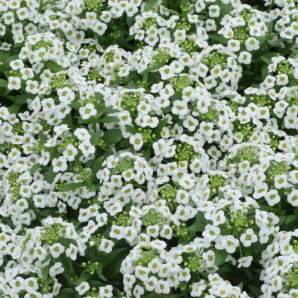 Tařicovka Snow Crystal - Lobularia maritima - prodej semen - 200 ks