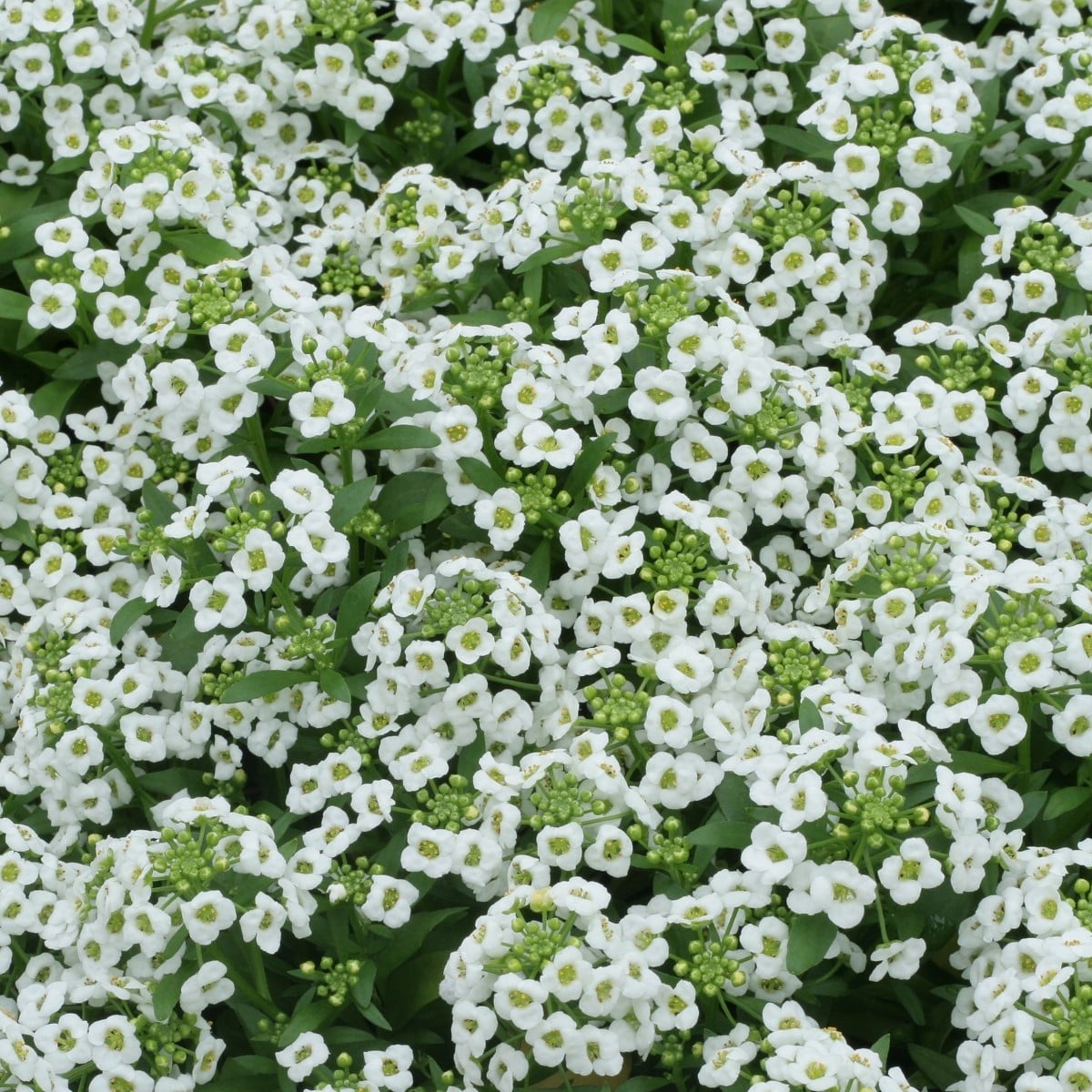 Tařicovka Snow Crystal - Lobularia maritima - prodej semen - 200 ks