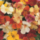 Kejklířka zkřížená Magic Mix F1 - Mimulus hybridus - prodej semen - 50 ks