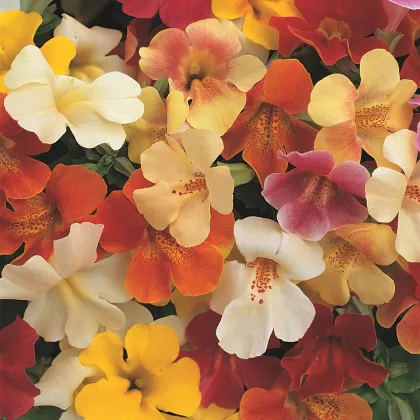 Kejklířka zkřížená Magic Mix F1 - Mimulus hybridus - prodej semen - 50 ks