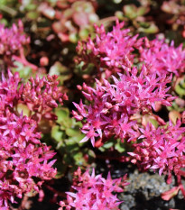 Rozchodník pochybný Voodoo - Sedum spurium - prodej semen - 50 ks