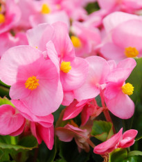 Begonie Super Olympia Pink F1 - Begonia semperflorens - prodej semen - 12 ks
