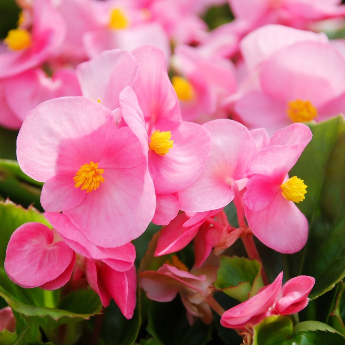 Begonie Super Olympia Pink F1 - Begonia semperflorens - prodej semen - 12 ks