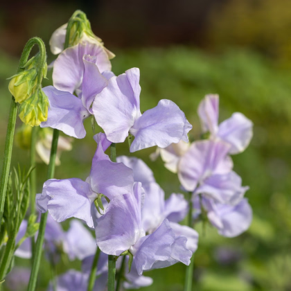 Hrachor Winter Sunshine - Lathyrus odoratus - prodej semen - 12 ks