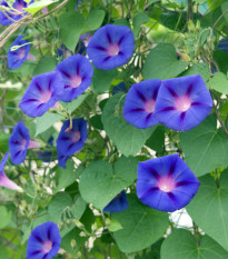 BIO Povíjnice fialová - Ipomoea purpurea - prodej bio semen - 30 ks
