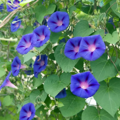 BIO Povíjnice fialová - Ipomoea purpurea - prodej bio semen - 30 ks