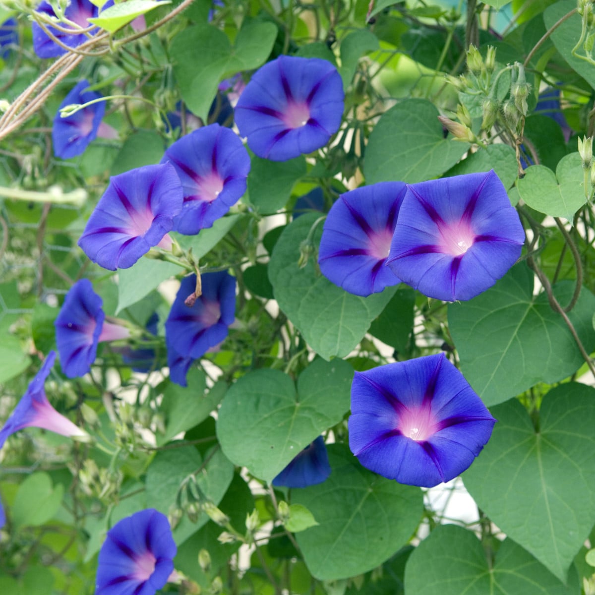 BIO Povíjnice fialová - Ipomoea purpurea - prodej bio semen - 30 ks
