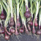 BIO Cibule Red baron - Allium cepa - prodej bio semen - 100 ks