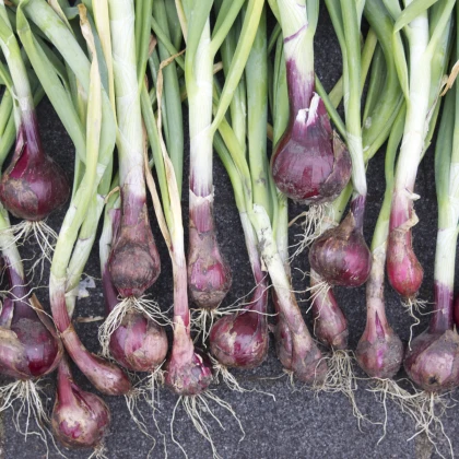BIO Cibule Red baron - Allium cepa - prodej bio semen - 100 ks