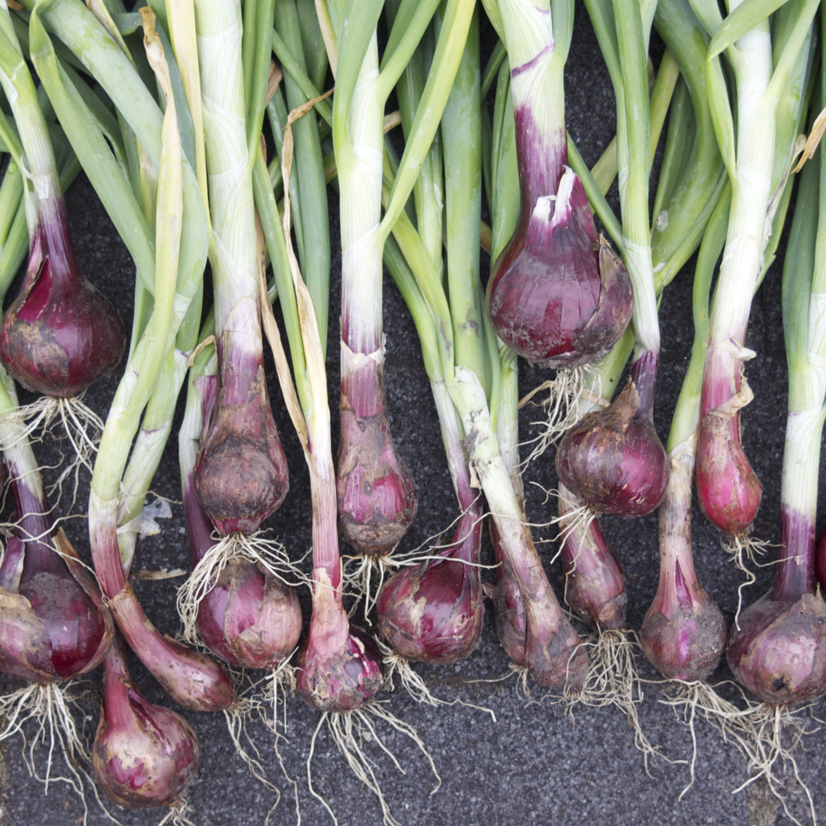 BIO Cibule Red baron - Allium cepa - prodej bio semen - 100 ks