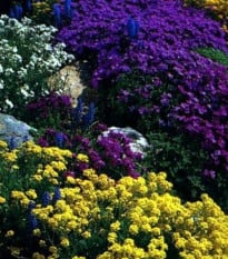 Trvalky pro skalky - směs - prodej semen - 0,5 g