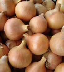 Cibule jarní kuchyňská Všetana - Allium cepa - prodej semen - 200 ks