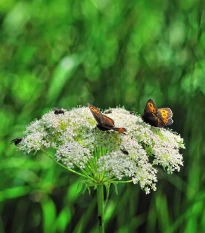 Mrkev Wildform - Daucus carota - prodej semen - 250 ks