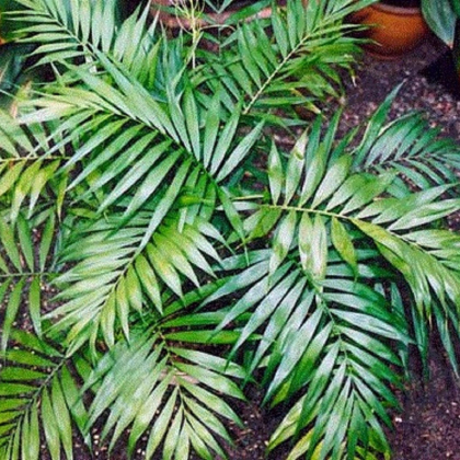 Chamaedorea sličná - Chamaedorea elegans - prodej semen - 5 ks