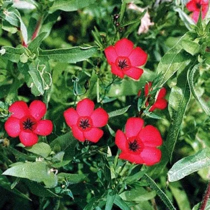 Len červený velkokvětý - Linum grandiflorum - prodej semen - 140 ks