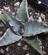 Agáve - Agave atrovirens - prodej semen - 10 ks