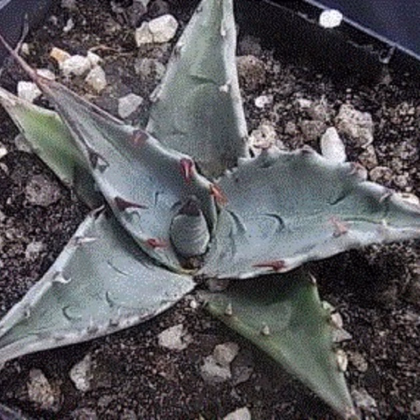 Agáve - Agave atrovirens - prodej semen - 10 ks