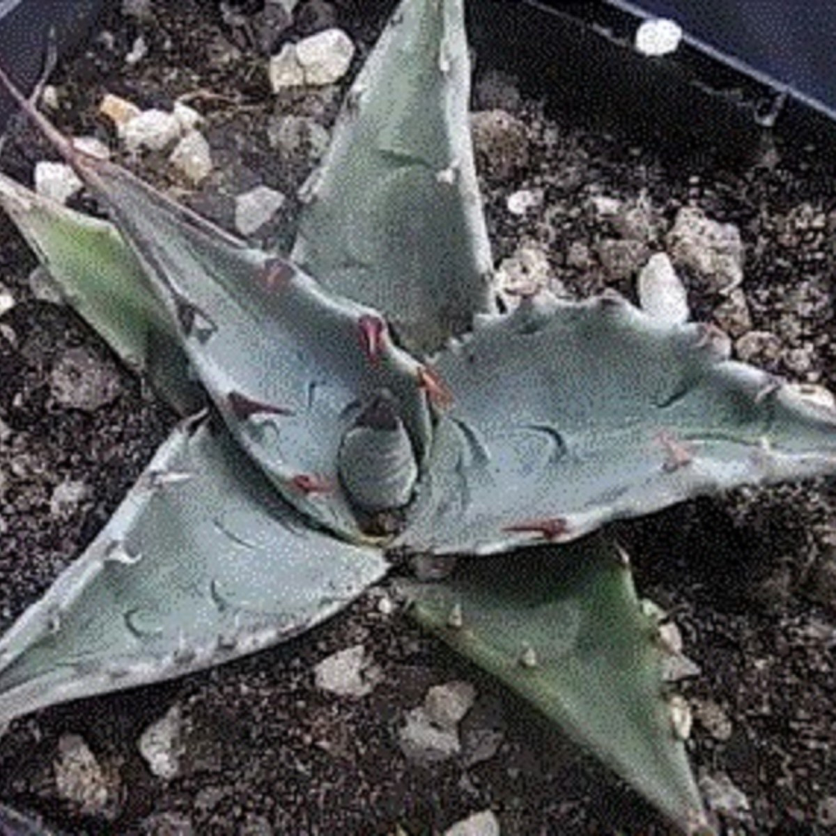 Agáve - Agave atrovirens - prodej semen - 10 ks