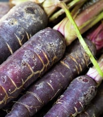 Mrkev Purple Dragon - Daucus carota - prodej semen - 80 ks
