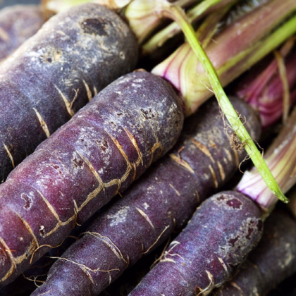 Mrkev Purple Dragon - Daucus carota - prodej semen - 80 ks