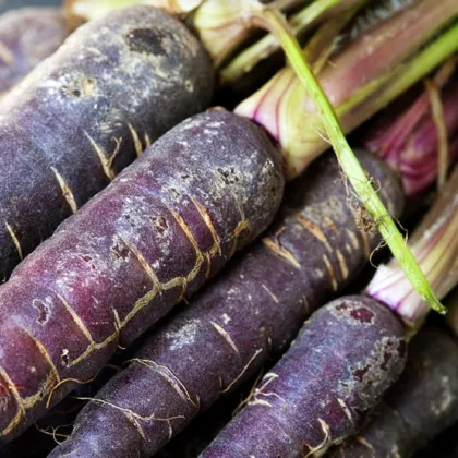 Mrkev Purple Dragon - Daucus carota - prodej semen - 80 ks