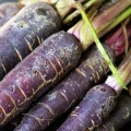 Mrkev Purple Dragon - Daucus carota - prodej semen - 80 ks
