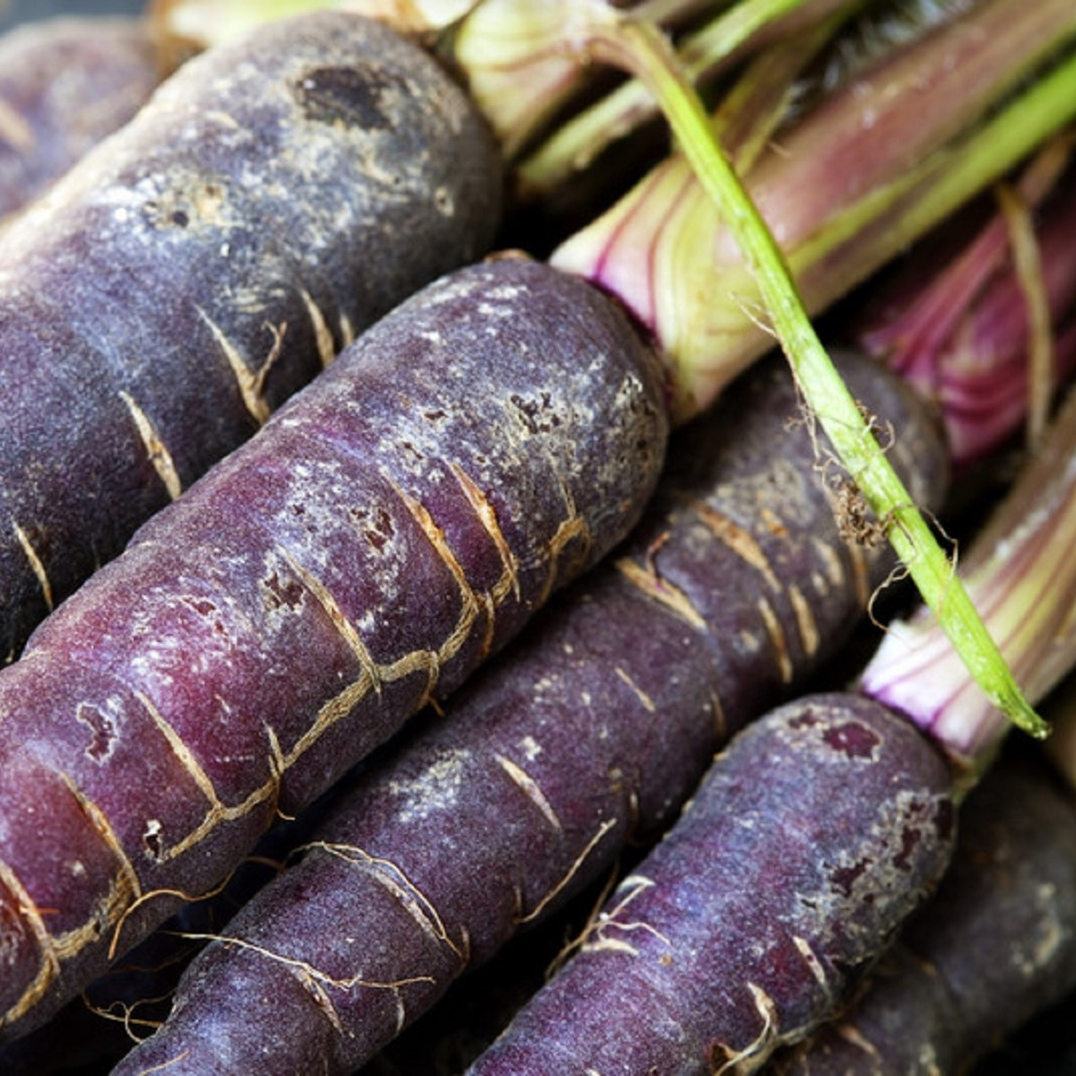 Mrkev Purple Dragon - Daucus carota - prodej semen - 80 ks