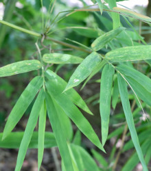 Bambus železný - Dendrocalamus Strictus - prodej semen - 2 ks