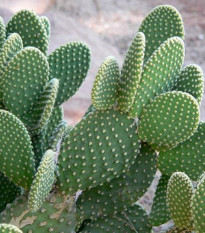 Opuncie - Indiánské fíky - Opuntia ficus-indica - prodej semen - 7 ks