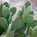 Opuncie - Indiánské fíky - Opuntia ficus-indica - prodej semen - 7 ks