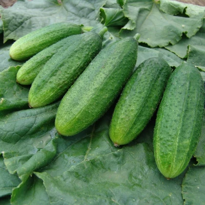 Okurka nakládačka jemnoostná Mira F1 - Cucumis sativus - prodej semen - 35 ks