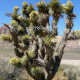 Juka krátkolistá - Yucca brevifolia - prodej semen - 20 ks
